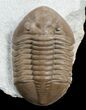 Superb Inch Asaphus Lepidurus Trilobite #6445-4